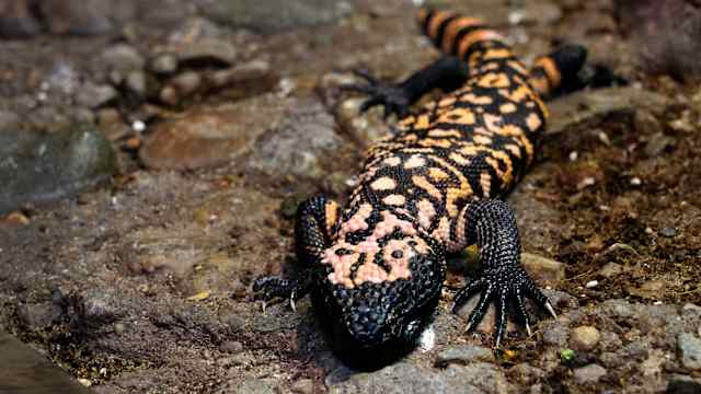 Gila monster Liz Dufour:Cincinnati Enquirer : USA TODAY NETWORK